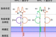 金年会中国官网-hlab27阳性一定是强直性脊柱炎吗